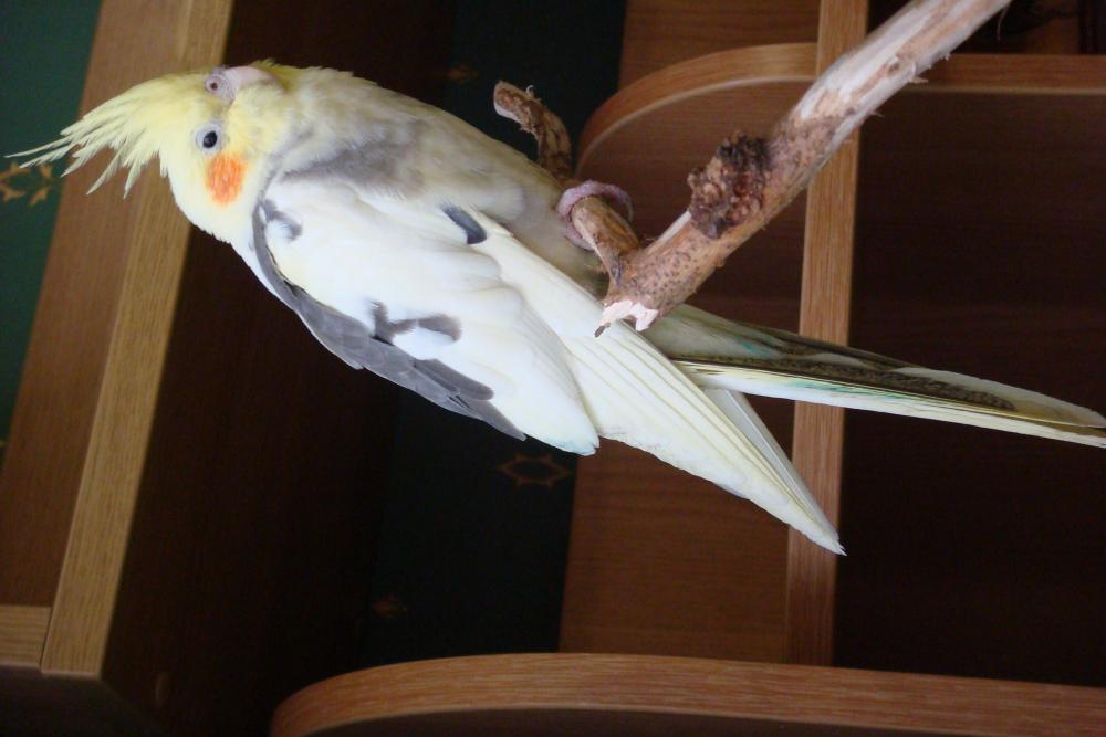 Продам молодого попугая кареллу(1 год),мальчик.