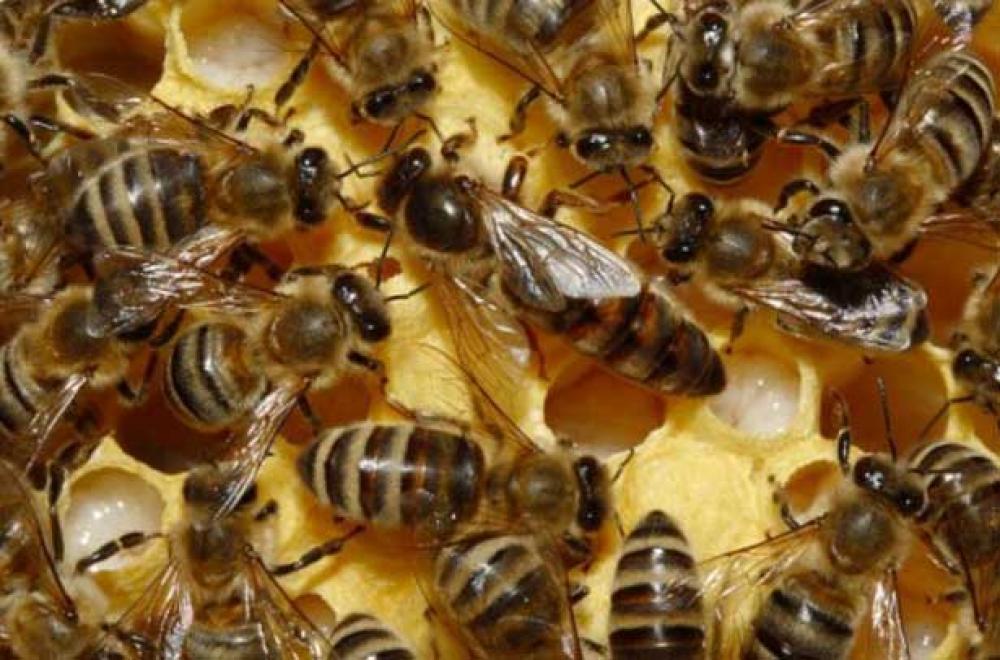 Пчелиные плодные матки разных пород