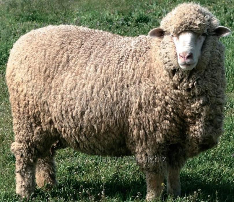  Продам овець Меріноси стадо 50 голов.