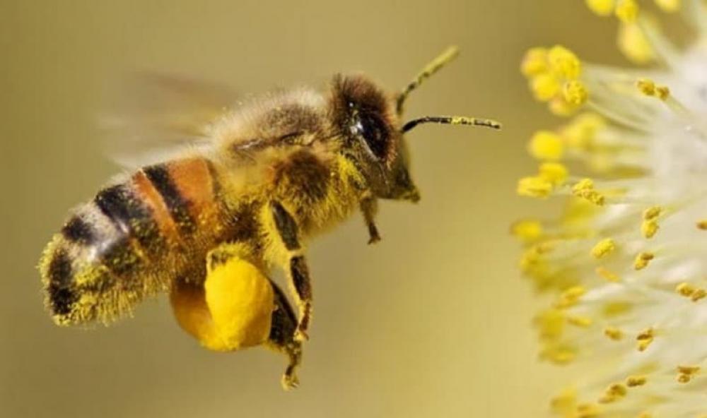 Пчелосемьи с ульем, пчелопакеты