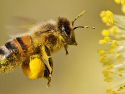 Пчелосемьи с ульем, пчелопакеты