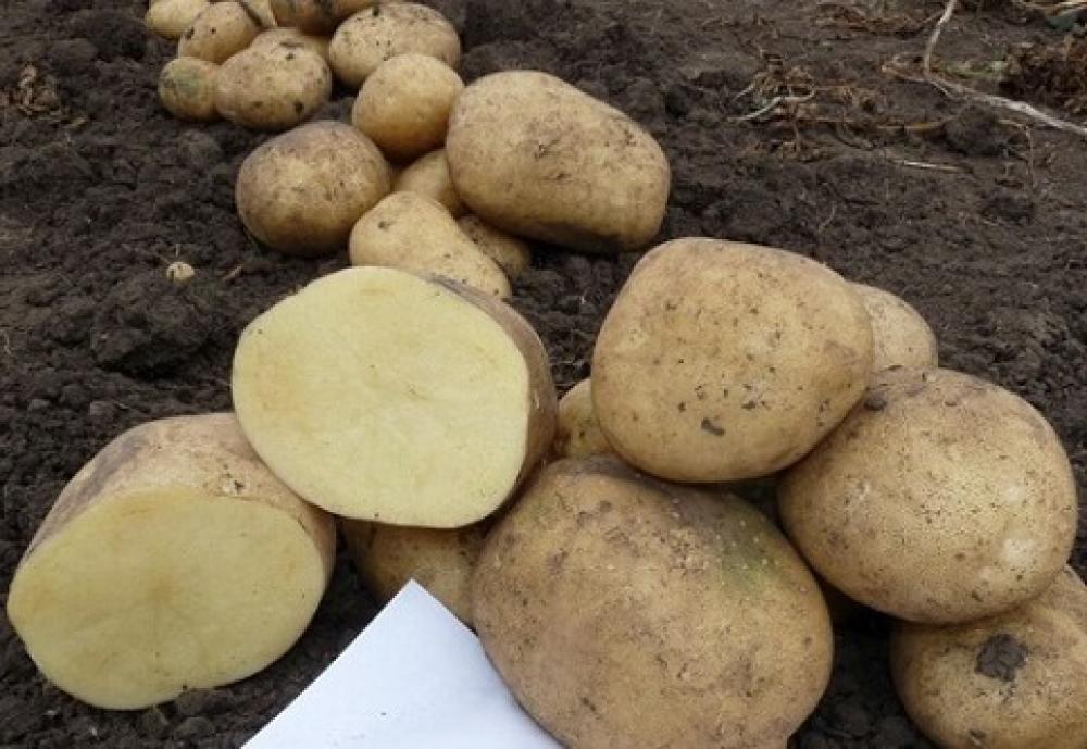Картофель округлой формы. Сорт картофеля Аризона. Семенной картофель Аризона. Картофельные сорт Аризона. Урожайность сорта картофеля Аризона.