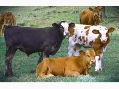 Заготовка КРС, коровы, телята, бычки, лошади, жеребята
