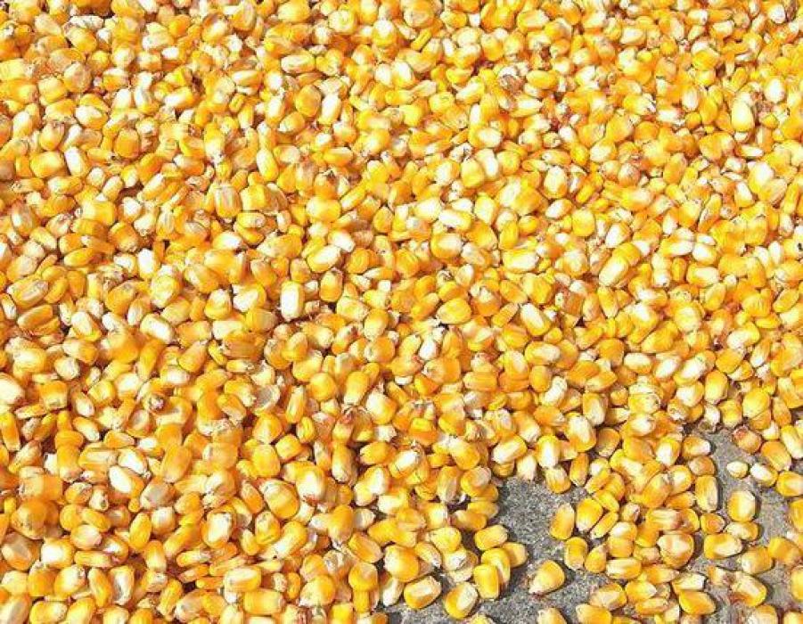 Продам кукурузу урожая 2018 года