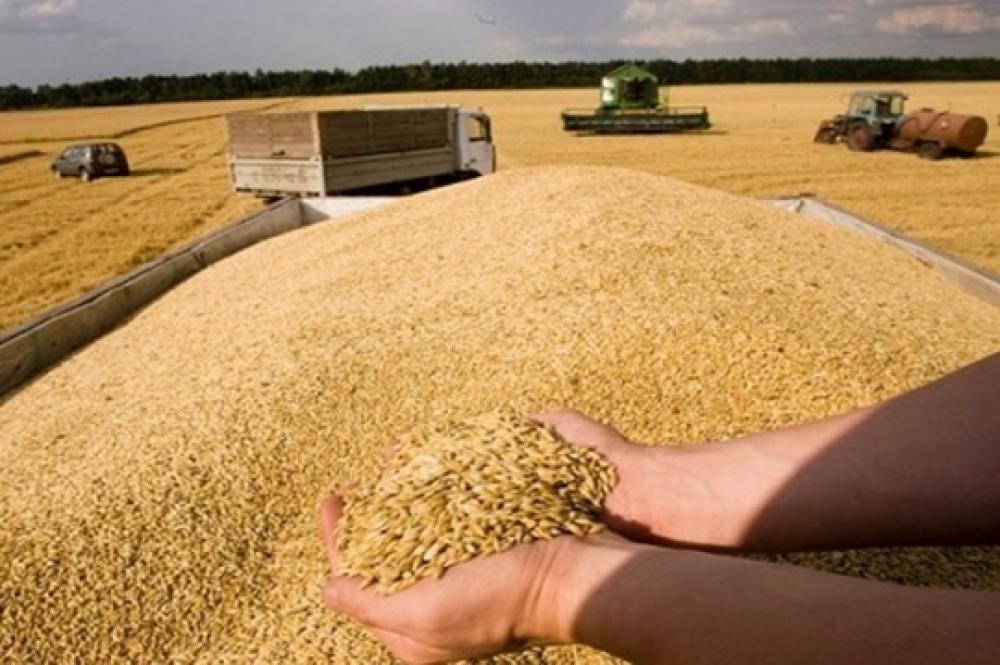Послуги зерновозів, самоскидів. Перевезення зерна по Україні