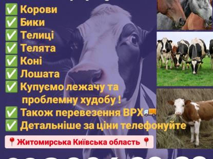 Закупiвля врх на тримання та Мясо корови телиці телята бичкі