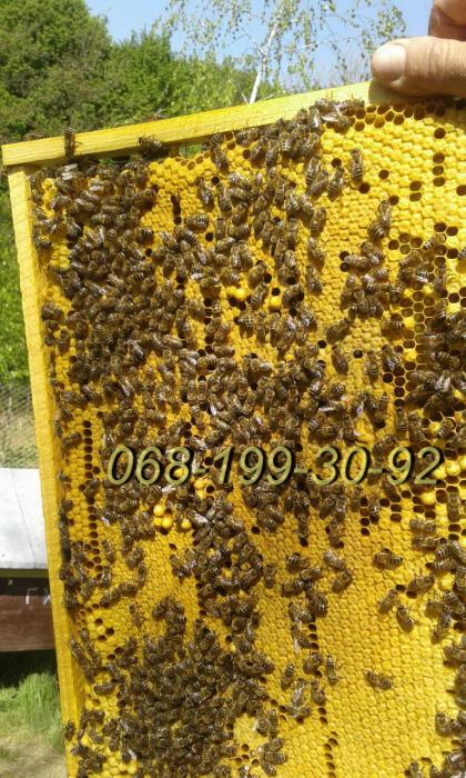 Пчелы: пчелиные плодные матки, пчелопакеты Карпатка