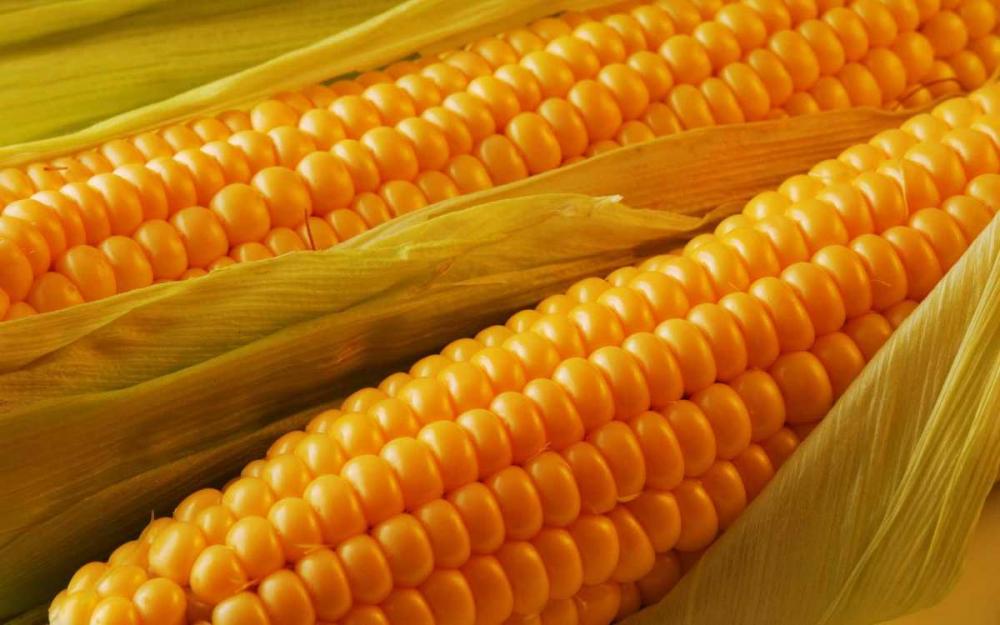 Предлагаем семена кукурузы от производителя  Оржица, Хотин