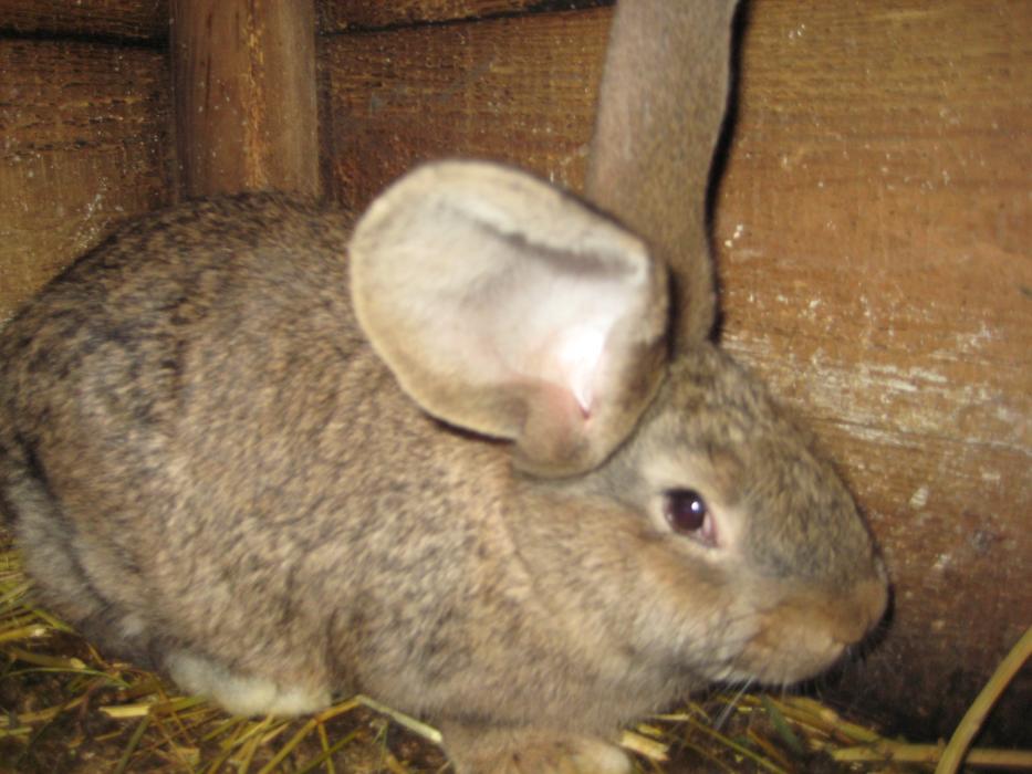 Крольчата породистые