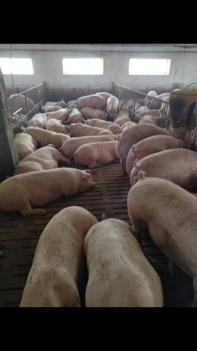 Продам свиней (175+ кг)