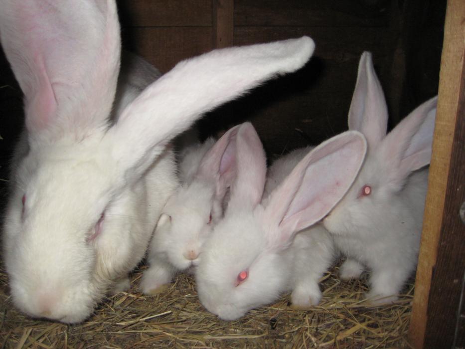 Породисті кролики