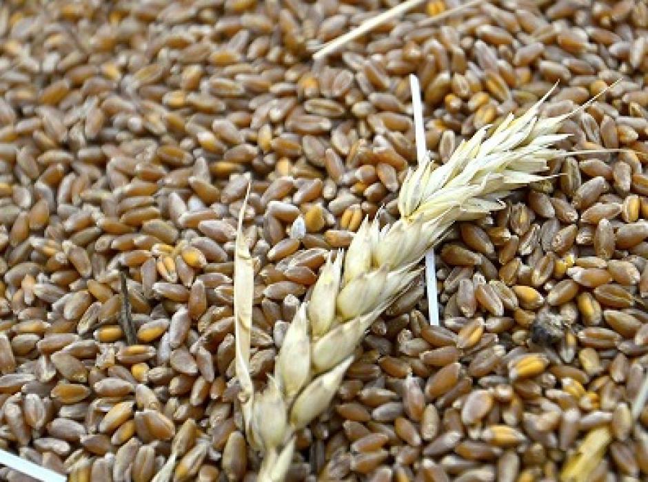 Зерноотходы кукурузы. Зерноотходы пшеницы. Злаковые бобовые масленичные. Гороховые зерноотходы.