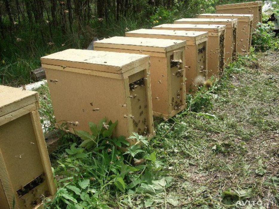 Пчелопакеты 2024 в краснодарском крае купить