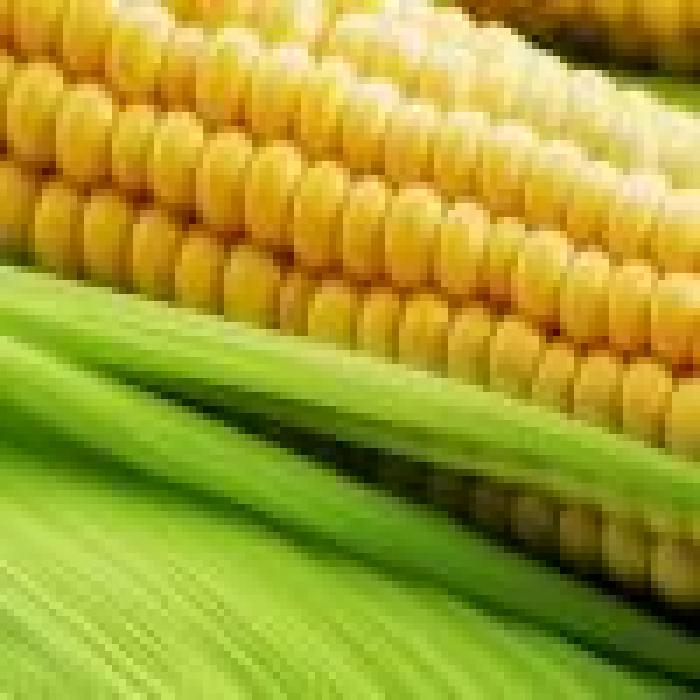 Насіння кукурудзи МТ МАТАДО від компанії BREVANT Seeds