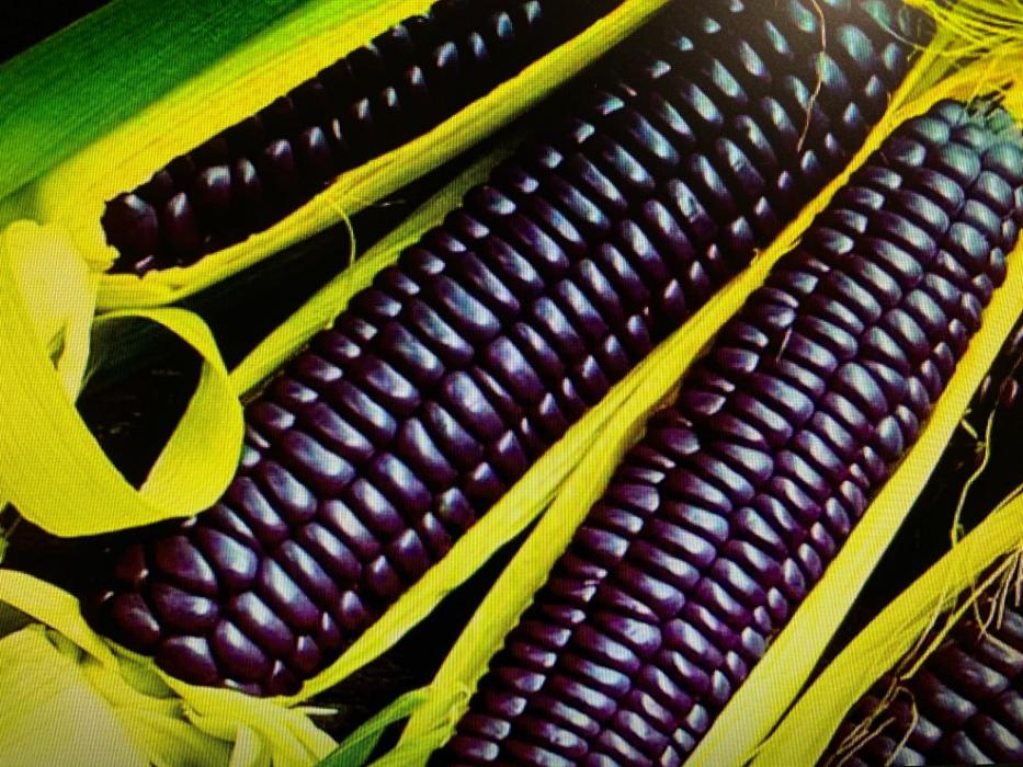 Кукуруза сортовая семена в различных цветовых вариантах
