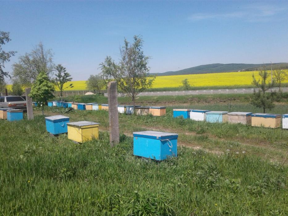 Бджолопакети ,Пчелопакеты на 2019 год с Доставкой!