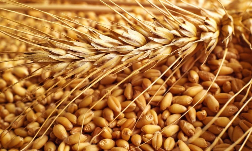 Високоякісне насіння озимої пшениці врожай 2020