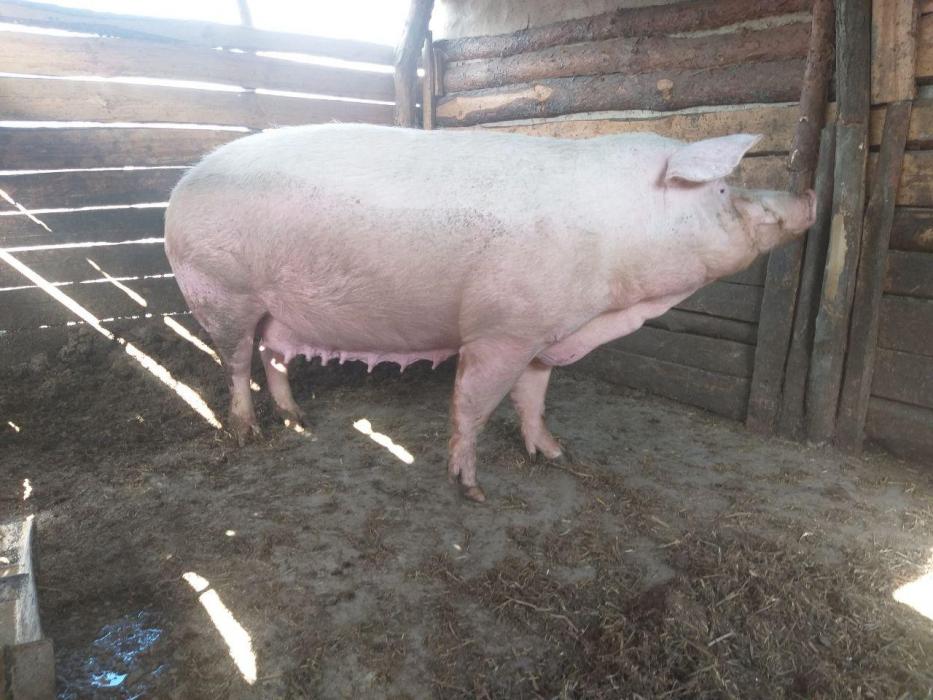 Продам домашнюю свинью.
