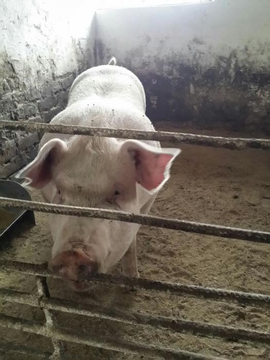 Продам свиней породи п'єтрен.